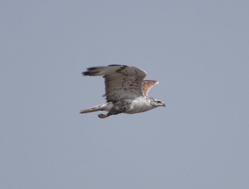 Ferruginous Hawk - ML641933323