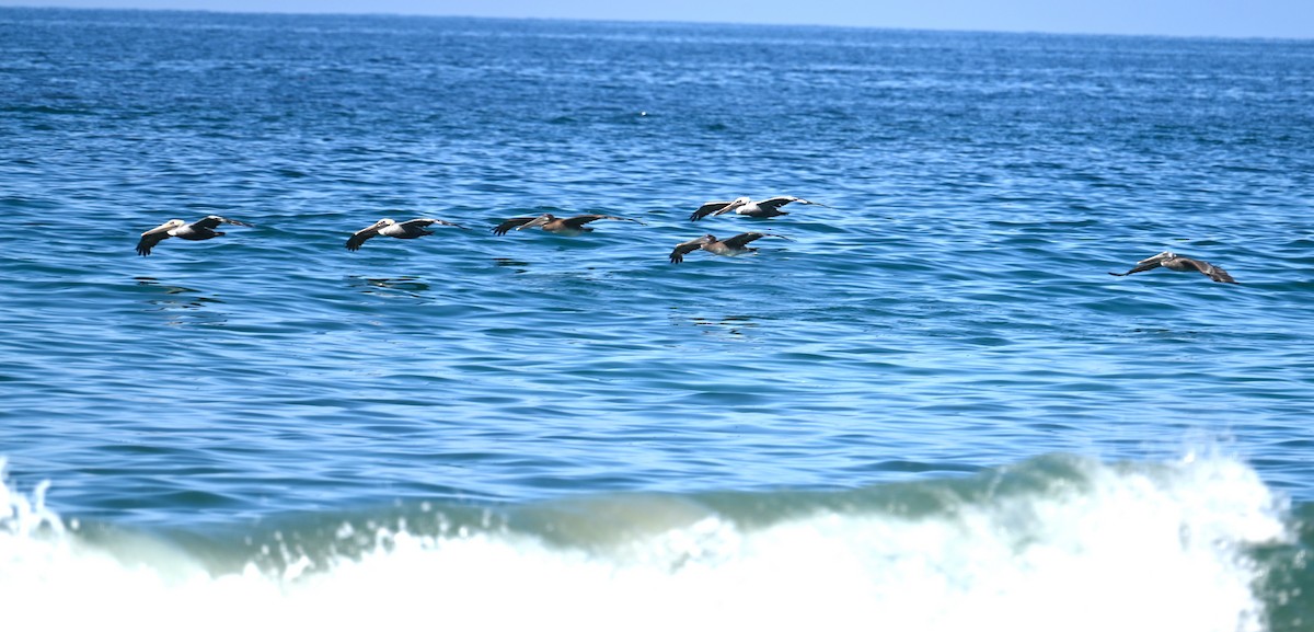 Brown Pelican - ML641933333