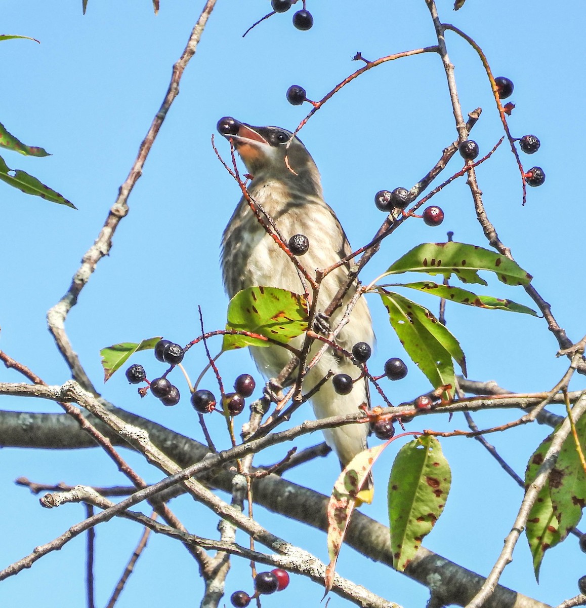Cedar Waxwing - ML641933343