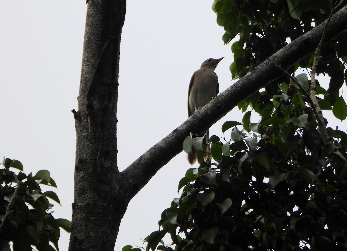 Pale-breasted Thrush - ML641933345