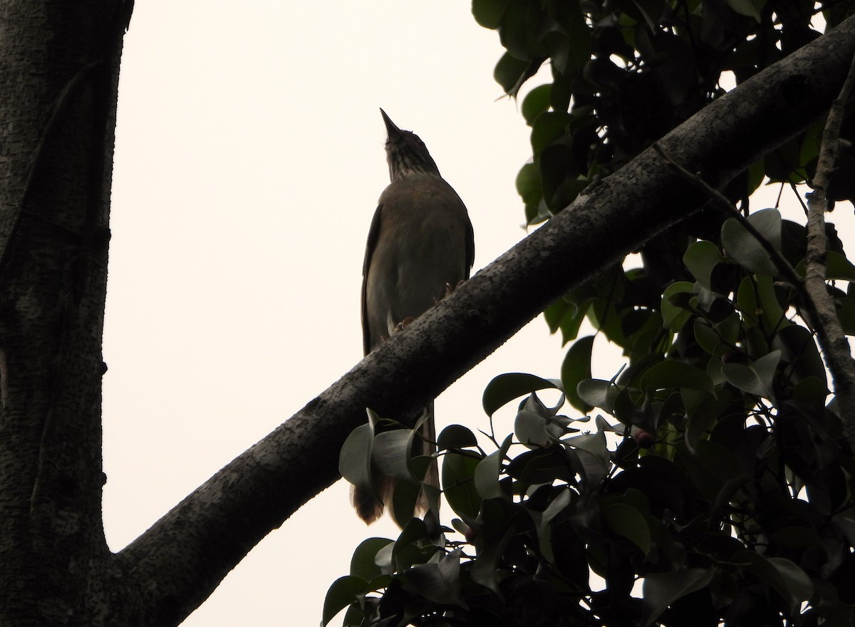 Pale-breasted Thrush - ML641933346
