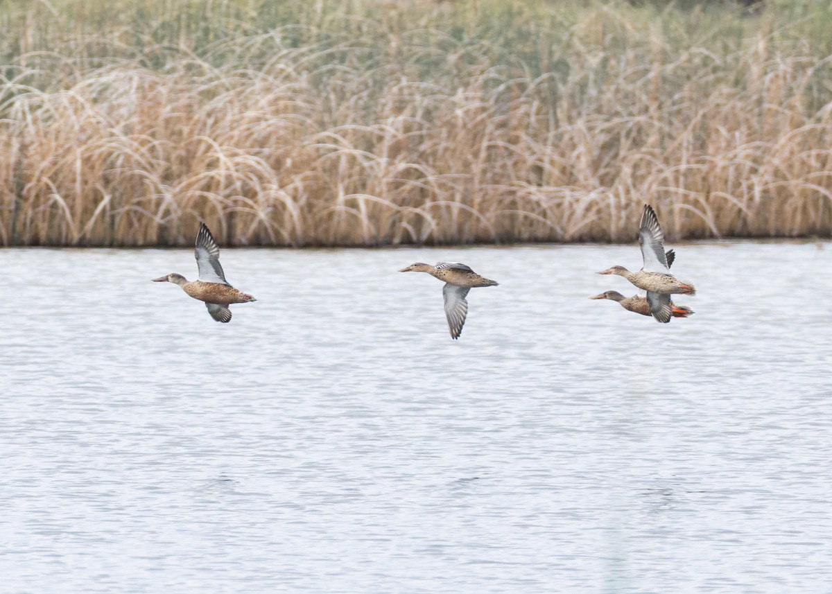Northern Shoveler - ML641933353