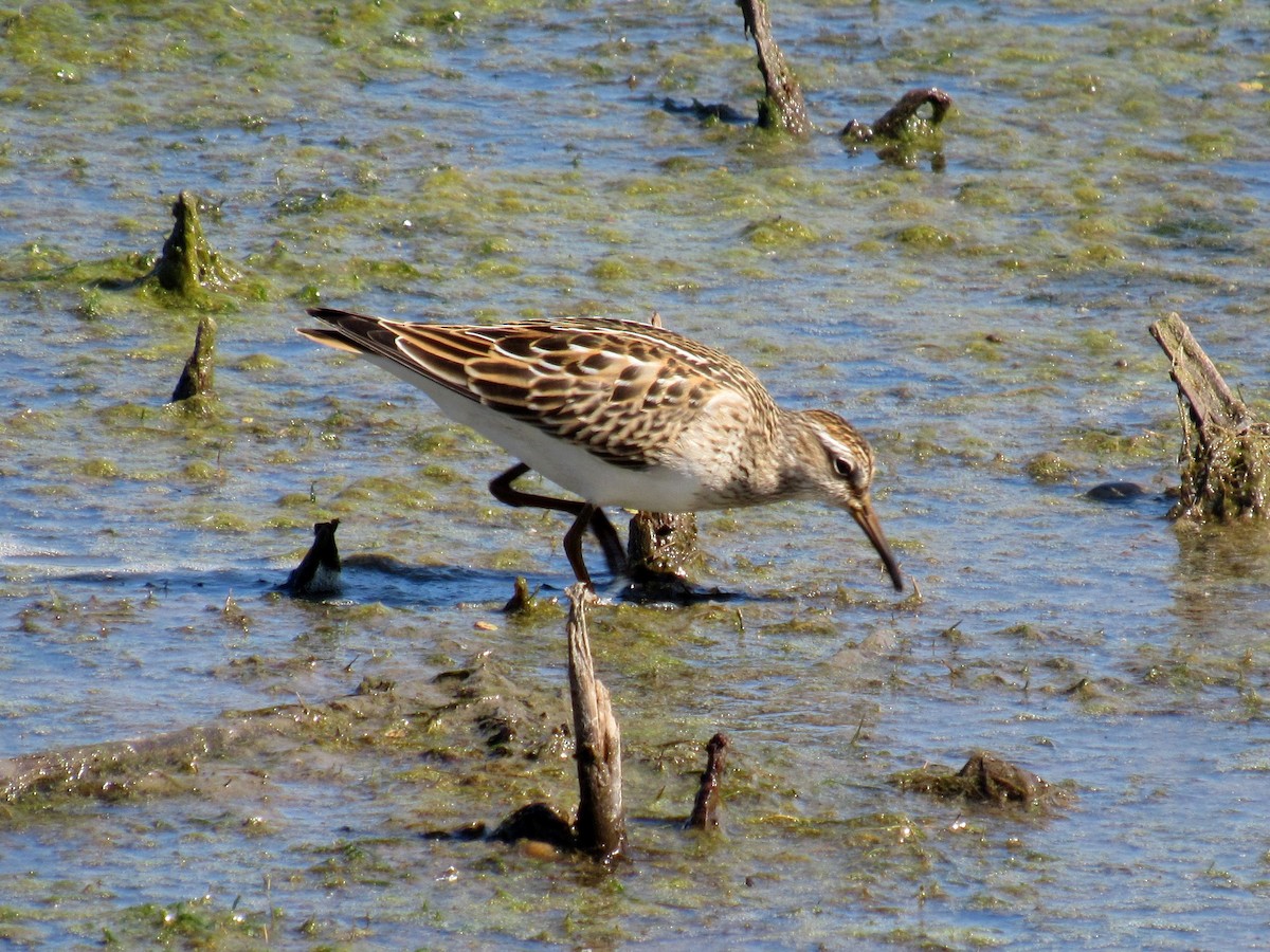 Pectoral Sandpiper - ML641933356