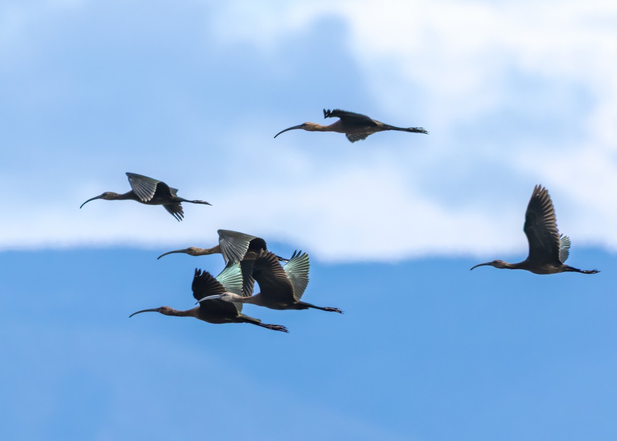 White-faced Ibis - ML641933366