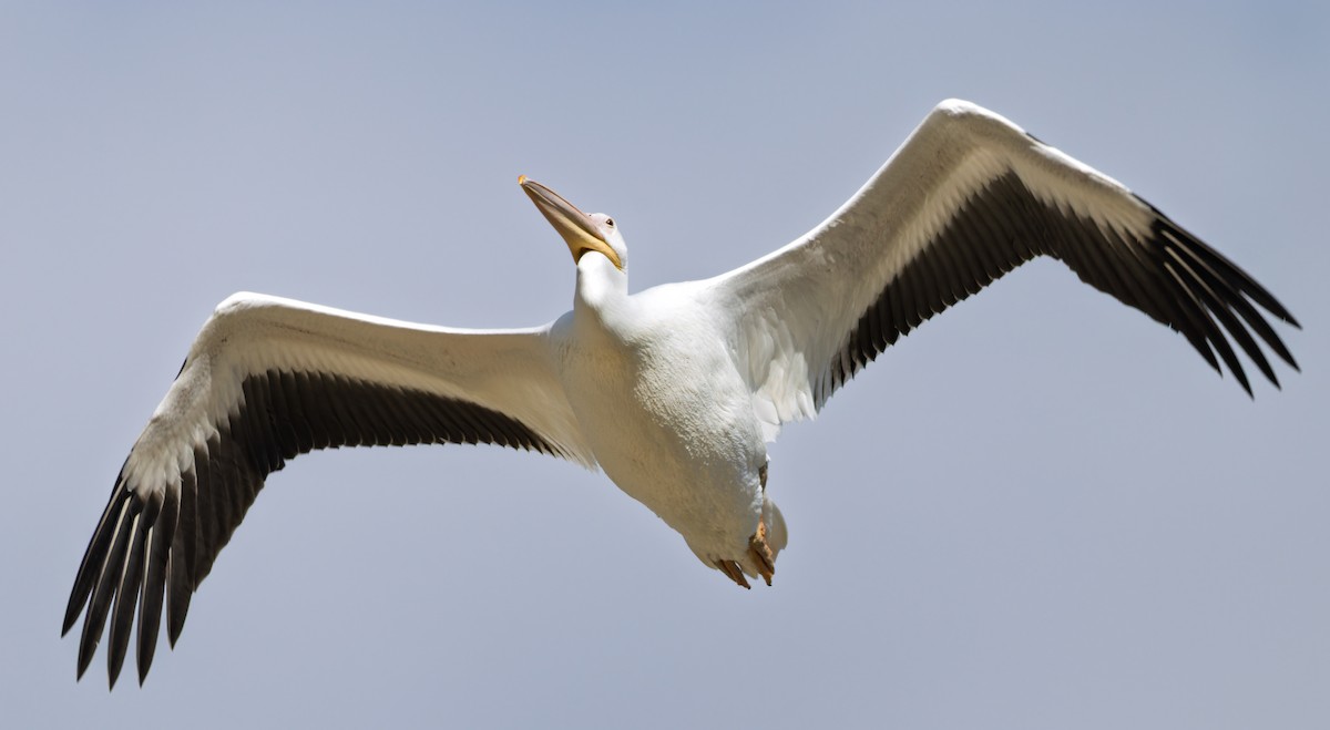 American White Pelican - ML641933376