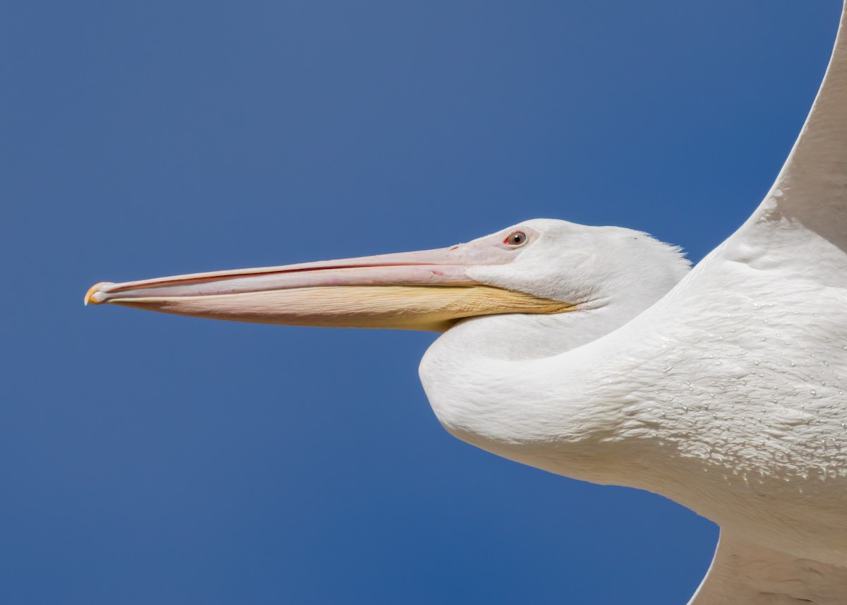 American White Pelican - ML641933377
