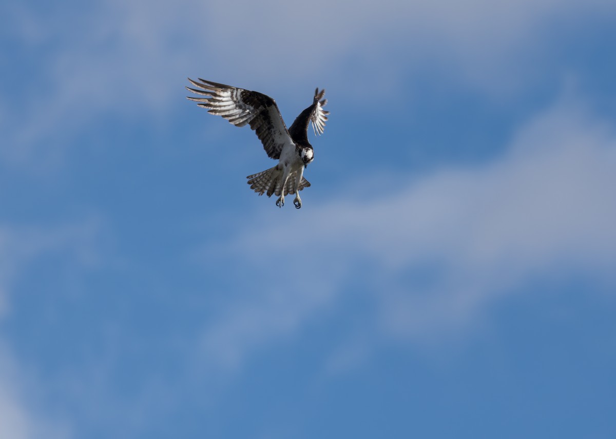 Osprey - ML641933378