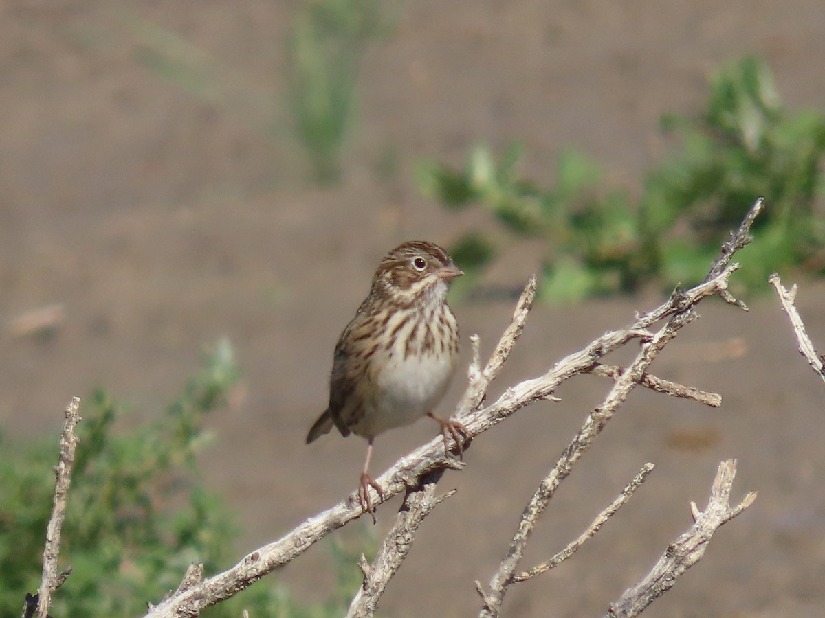 Vesper Sparrow - ML641933379