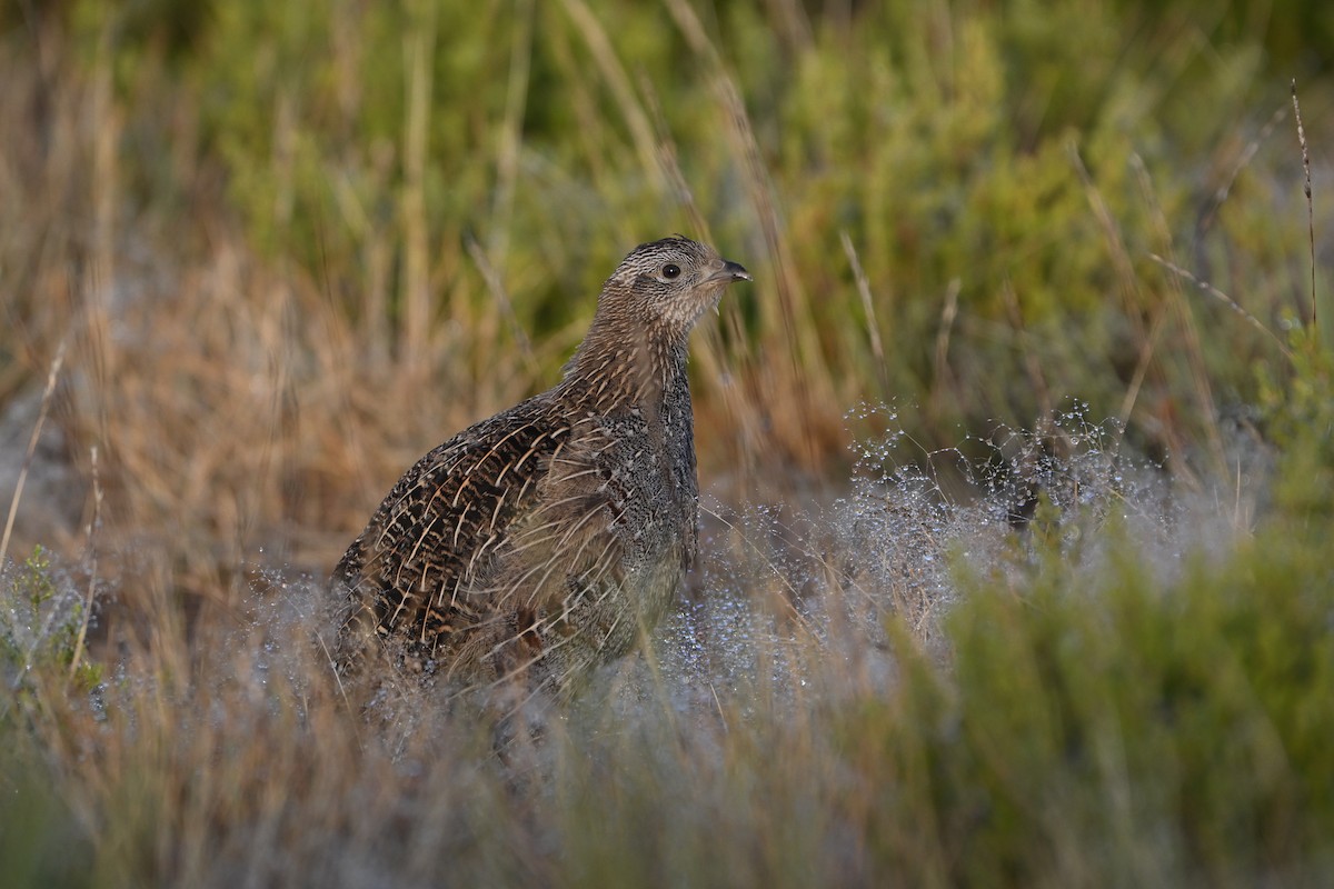 Perdiz Pardilla - ML641933383