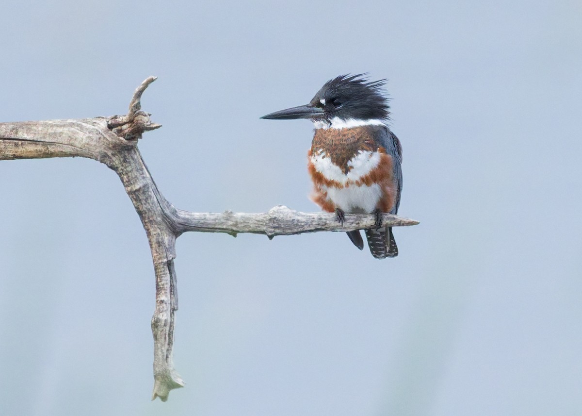 Belted Kingfisher - ML641933390