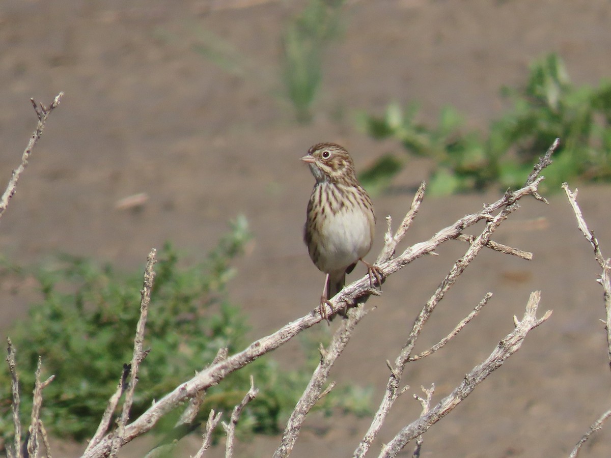 Vesper Sparrow - ML641933391