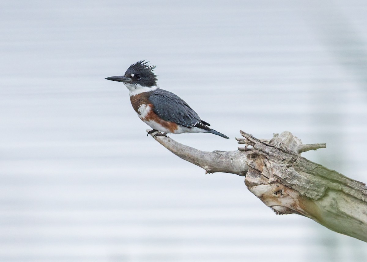 Belted Kingfisher - ML641933392