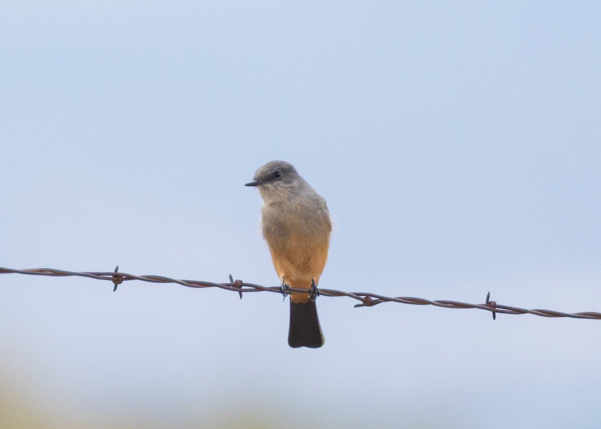Say's Phoebe - ML641933397