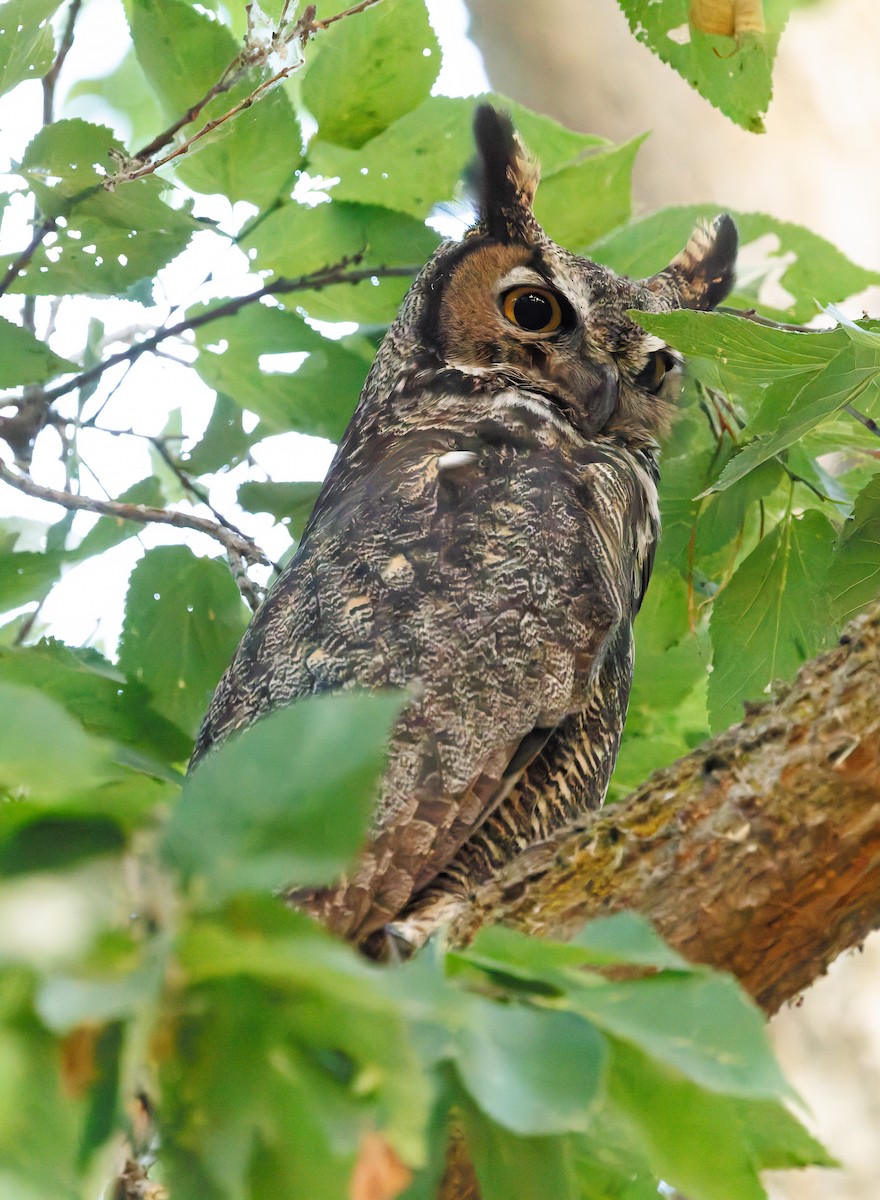 Great Horned Owl - ML641933399