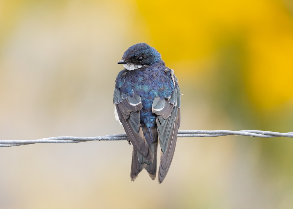 Tree Swallow - ML641933407