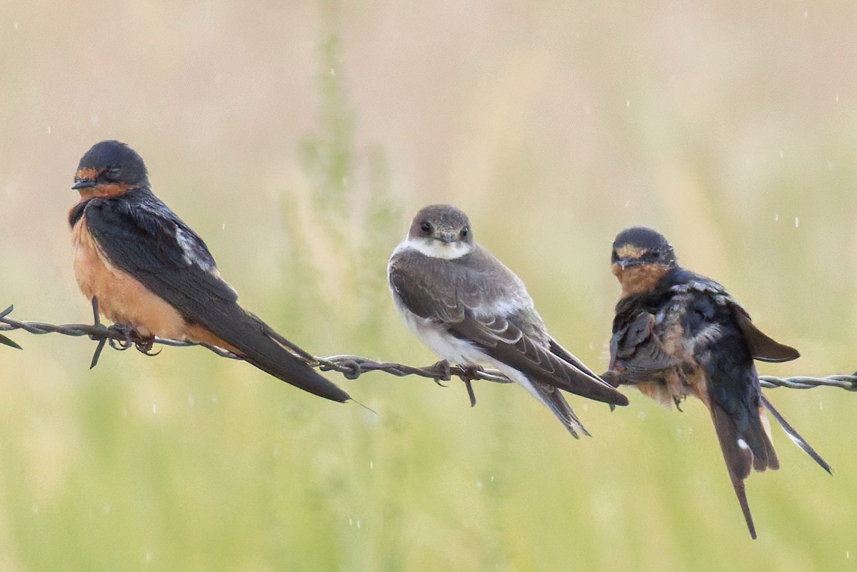 Bank Swallow - ML641933409