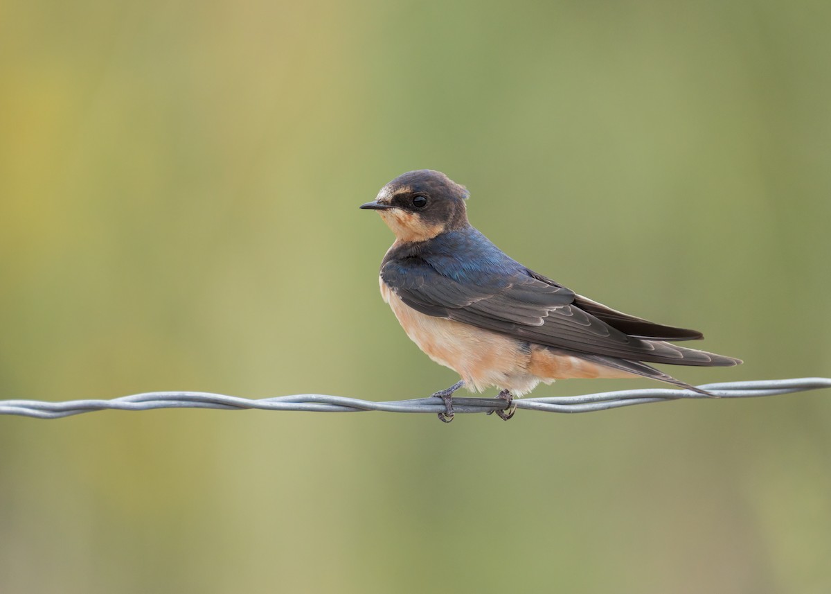 Barn Swallow - ML641933426