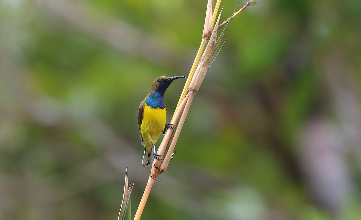 Garden Sunbird - ML641933427