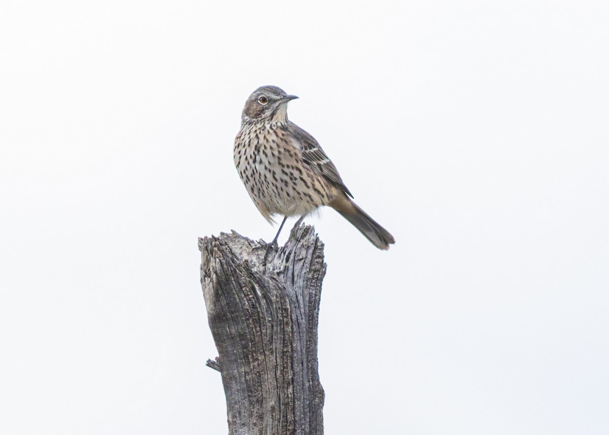 Sage Thrasher - ML641933430