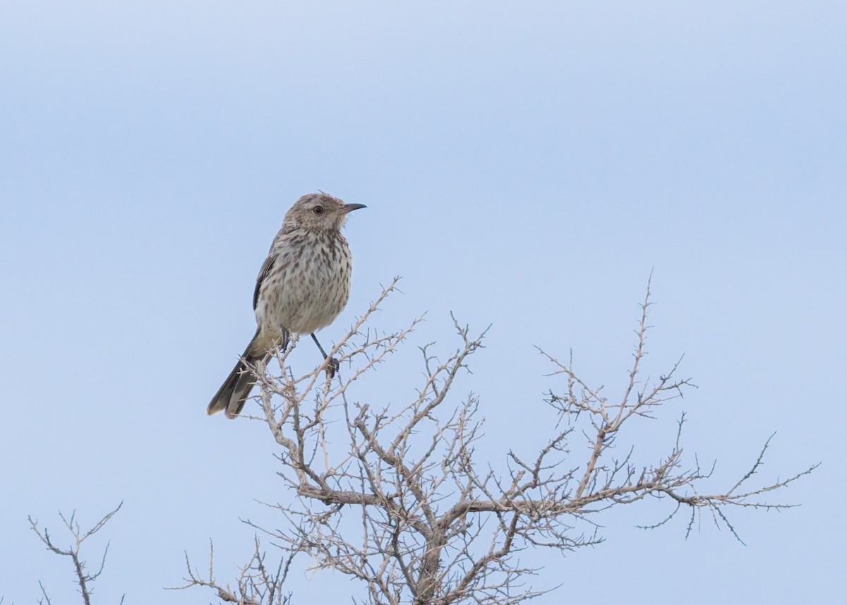 Sage Thrasher - ML641933431