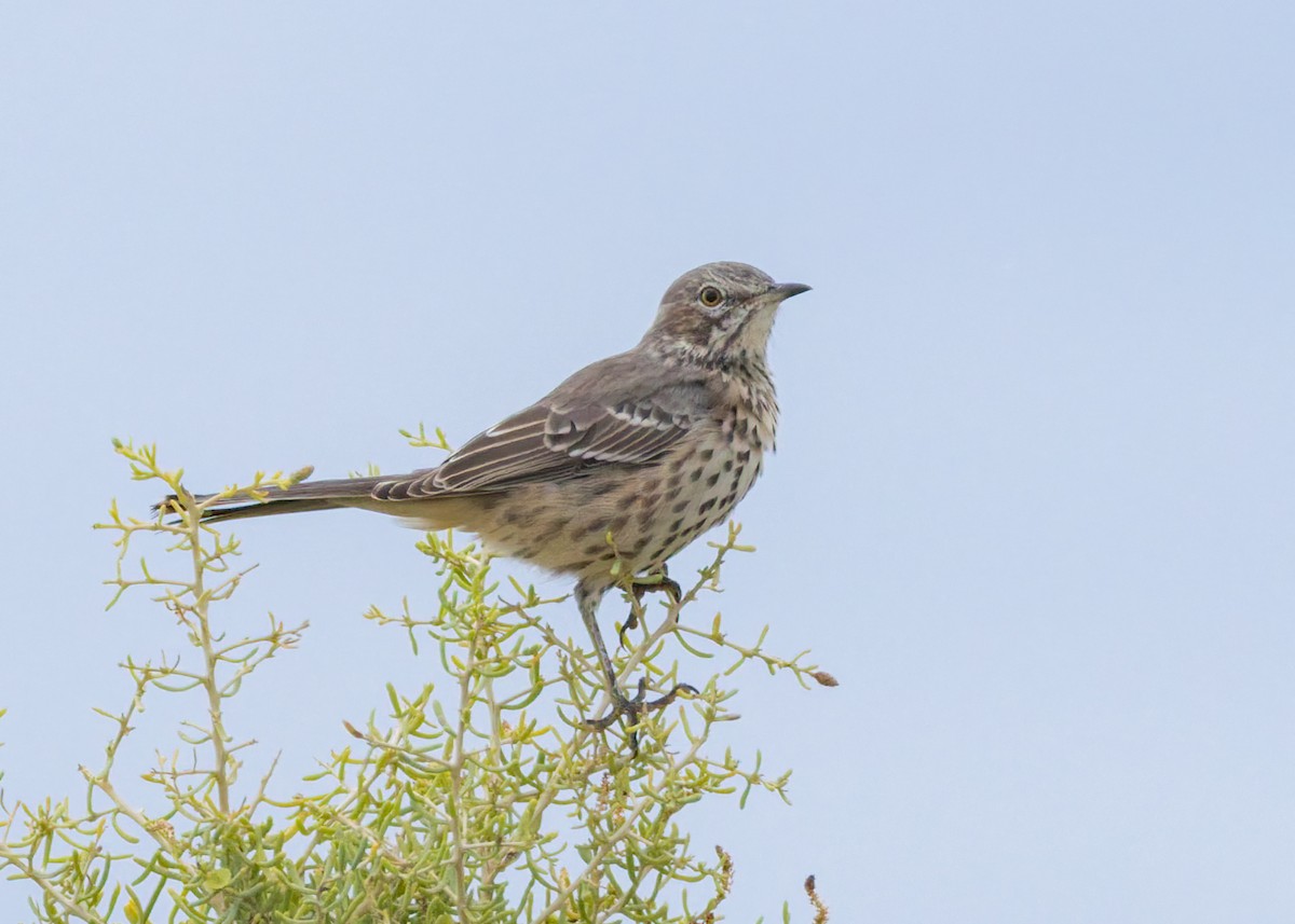 Sage Thrasher - ML641933432