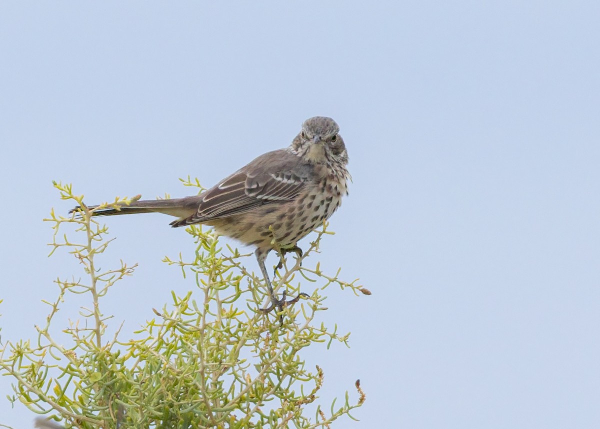 Sage Thrasher - ML641933435