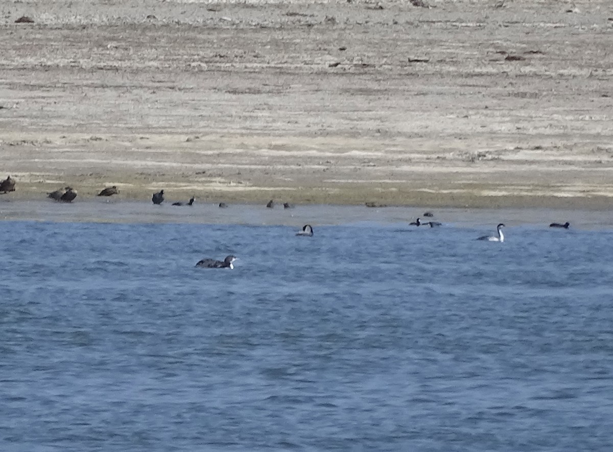 Common Loon - ML641933439