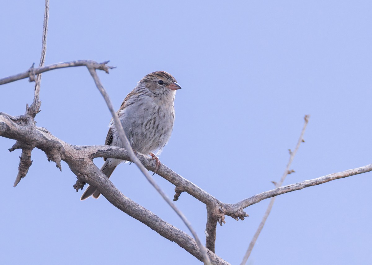 Chipping Sparrow - ML641933444