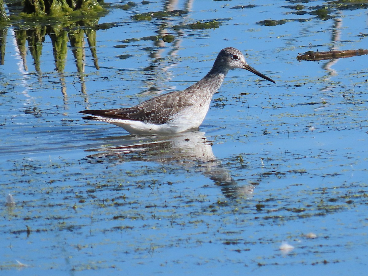 Greater Yellowlegs - ML641933453