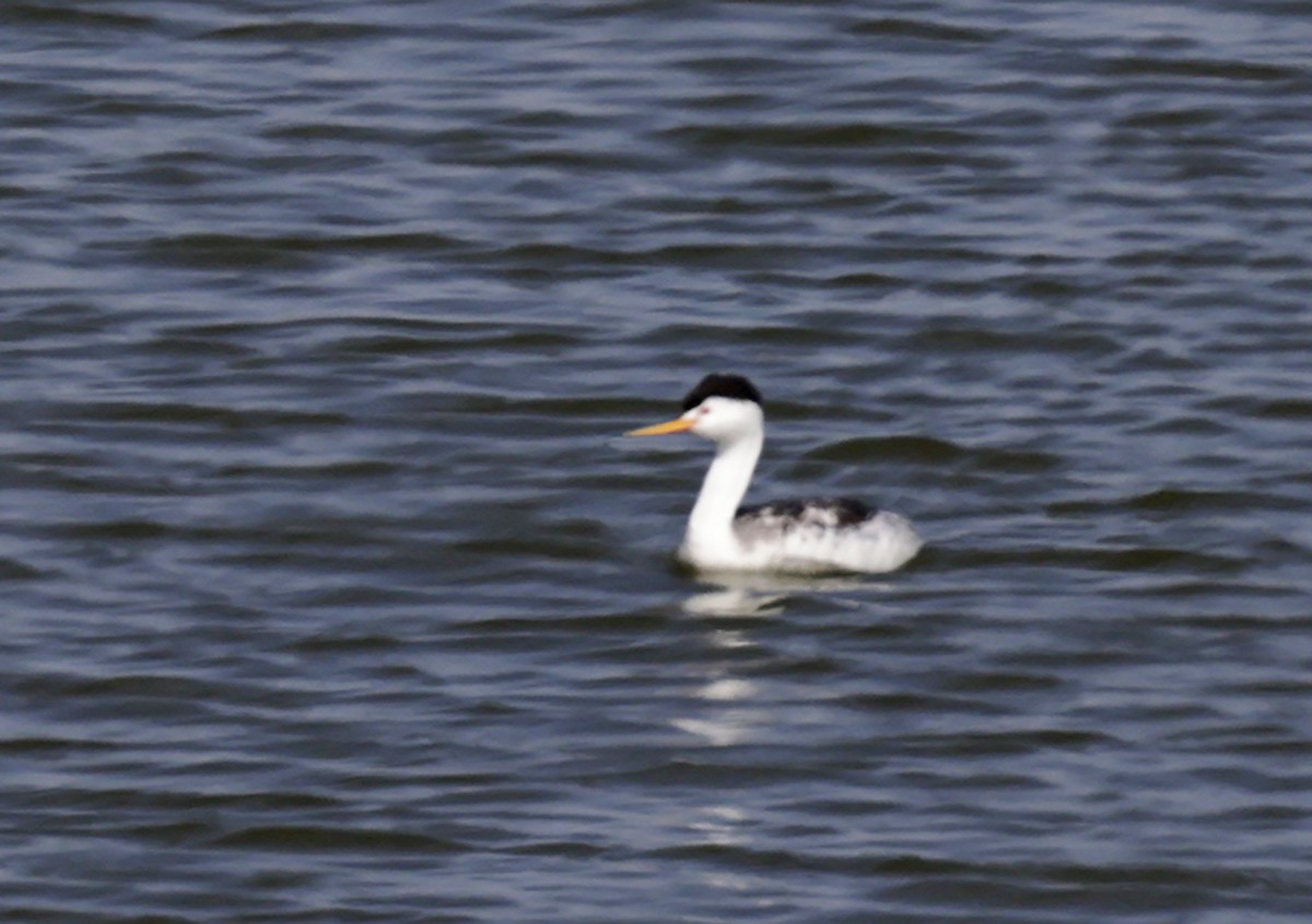 Clark's Grebe - ML641933454