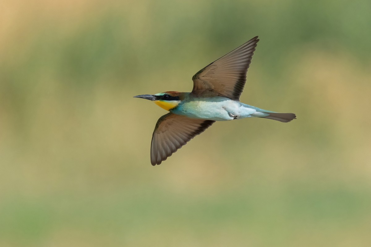 European Bee-eater - ML641933457