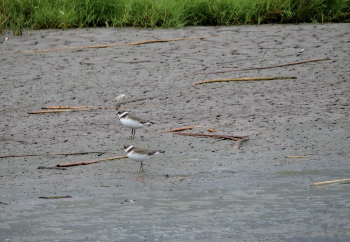 Semipalmated Plover - ML641933505