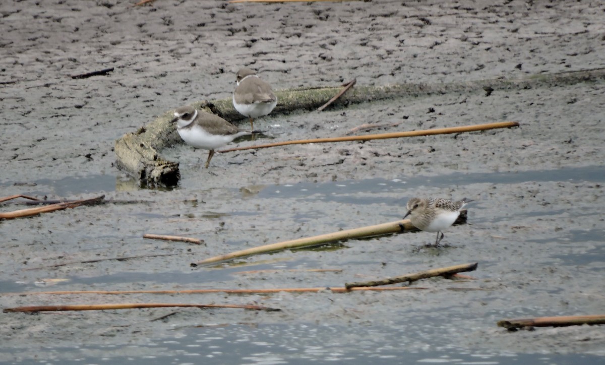 Semipalmated Plover - ML641933506