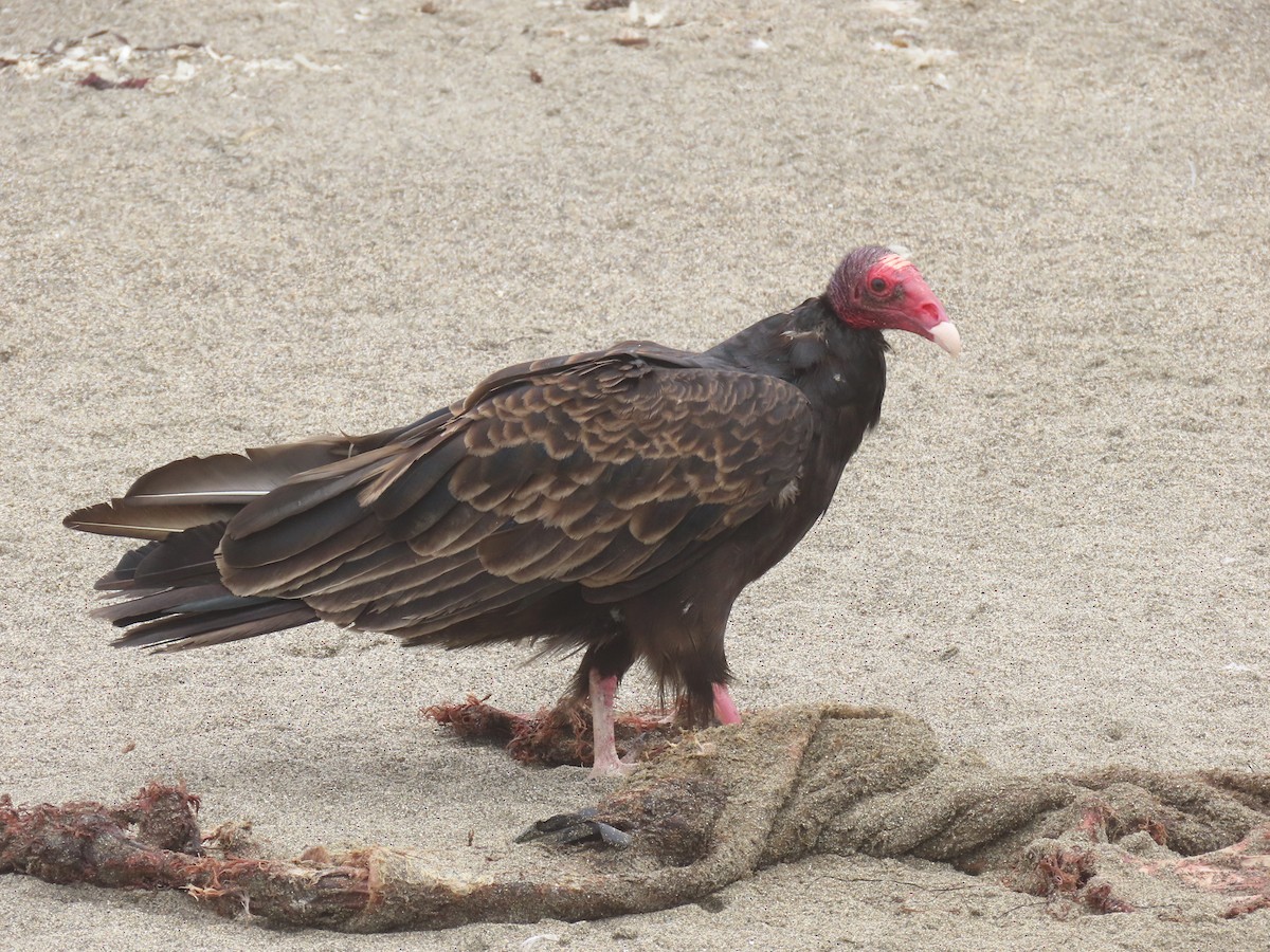 Turkey Vulture - ML641933510