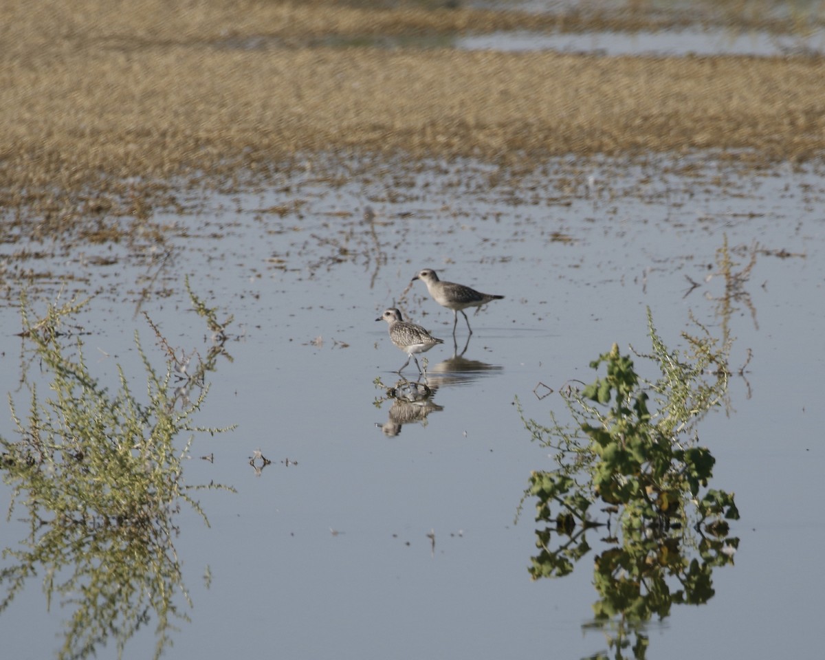 Black-bellied Plover - ML641933516