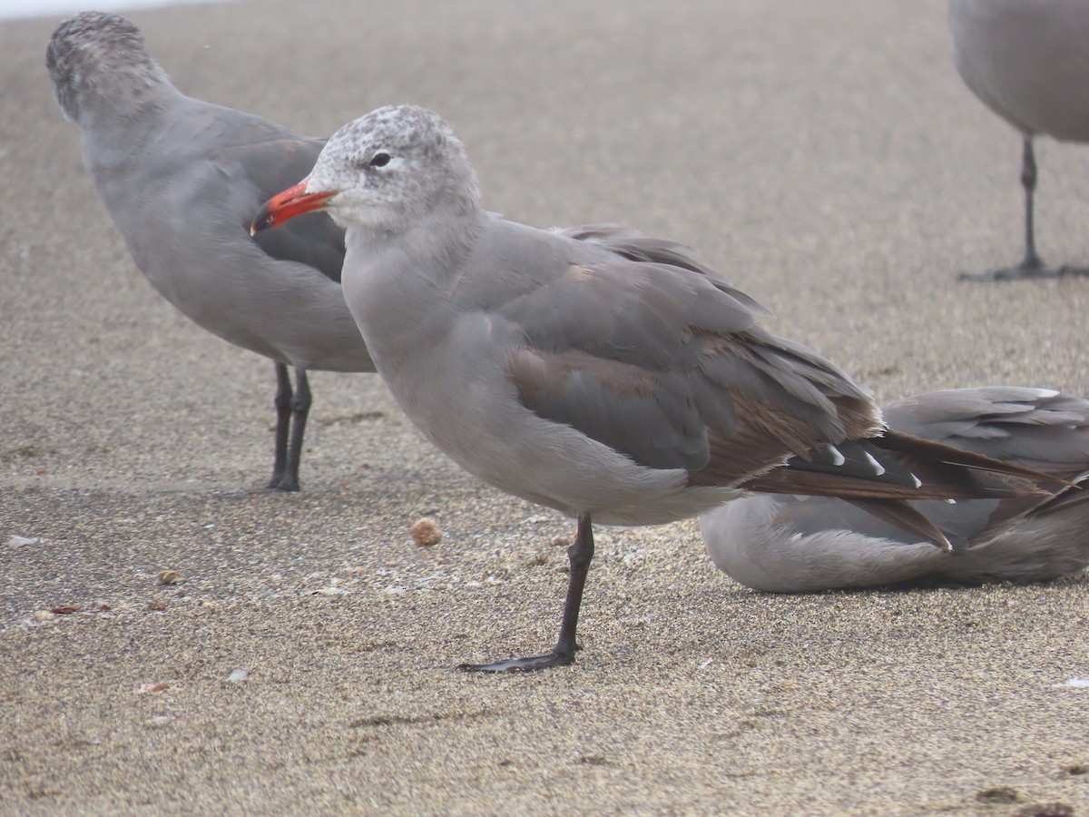 Heermann's Gull - ML641933527