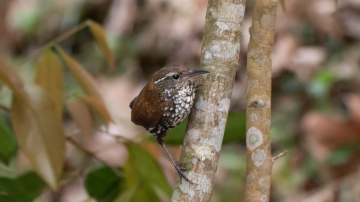 Sharp-tailed Streamcreeper - ML641933529