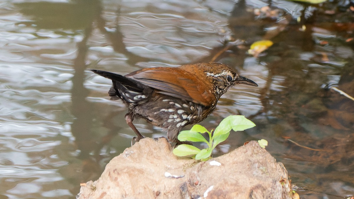 Sharp-tailed Streamcreeper - ML641933530