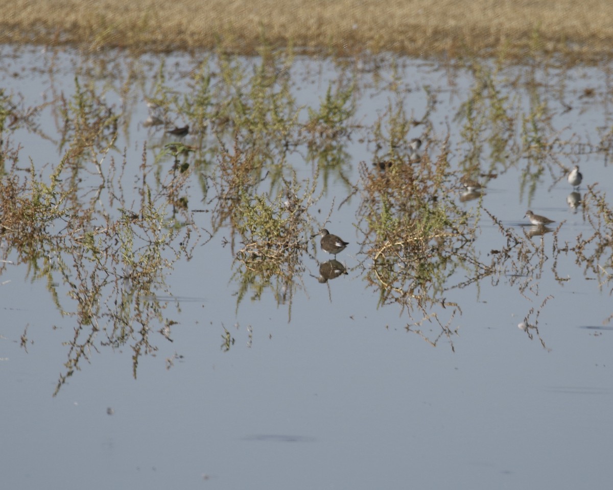 Solitary Sandpiper - ML641933571