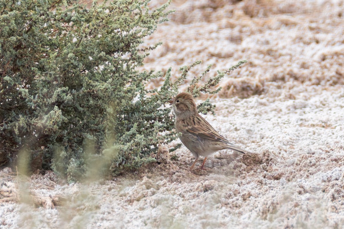 Brewer's Sparrow - ML641933595