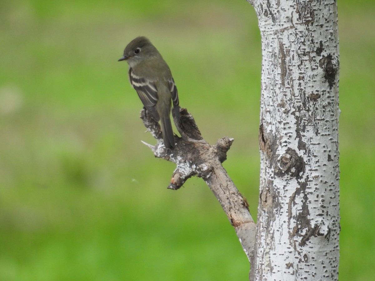 Hammond's Flycatcher - ML641933601