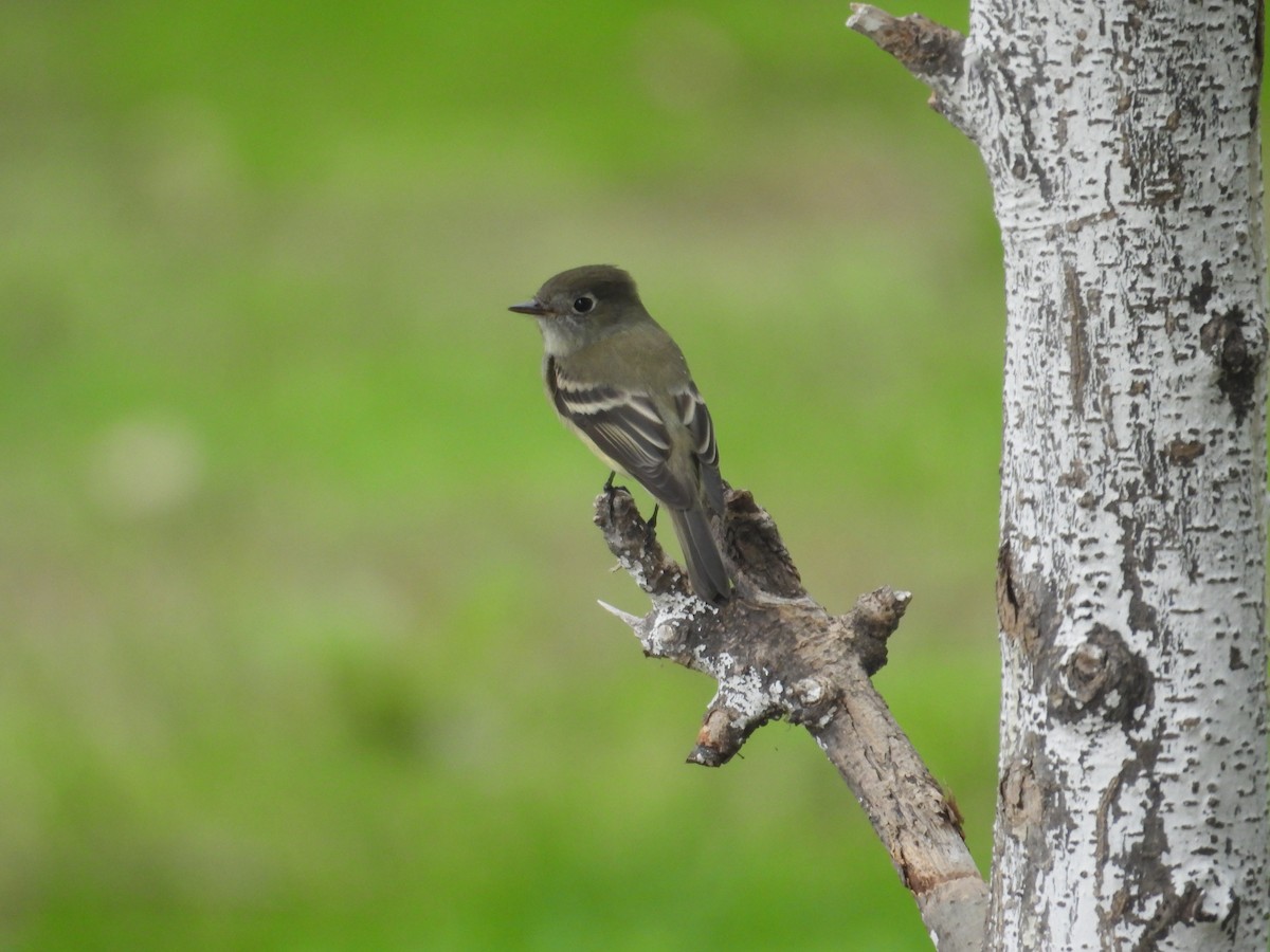 Hammond's Flycatcher - ML641933602