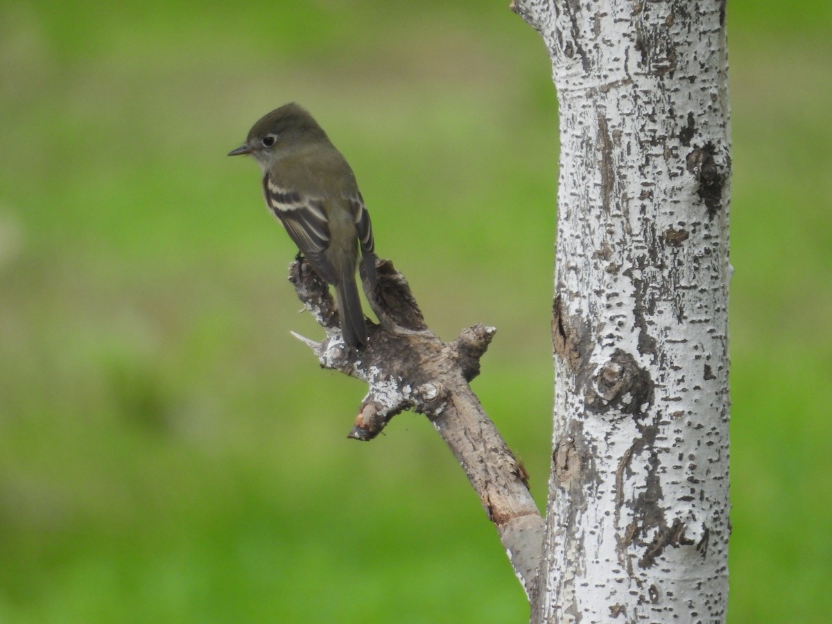 Hammond's Flycatcher - ML641933603