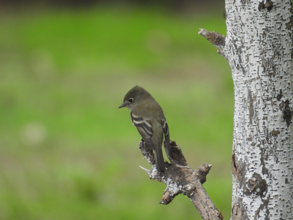 Hammond's Flycatcher - ML641933605