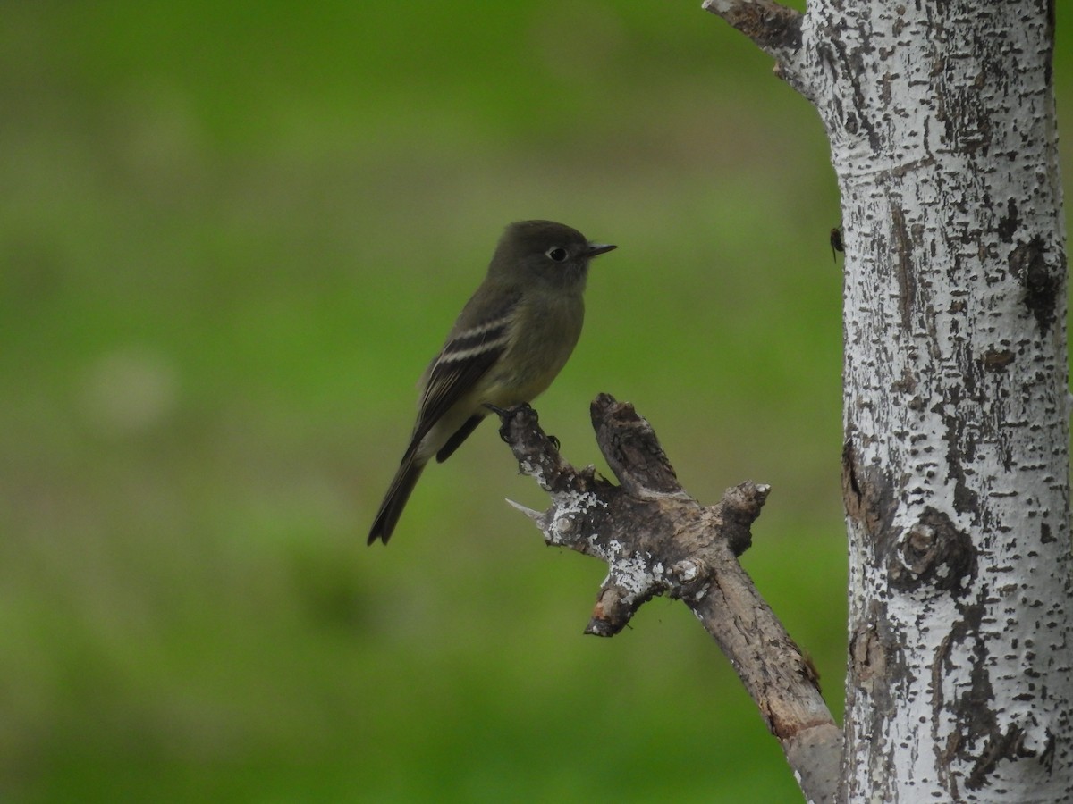 Hammond's Flycatcher - ML641933606