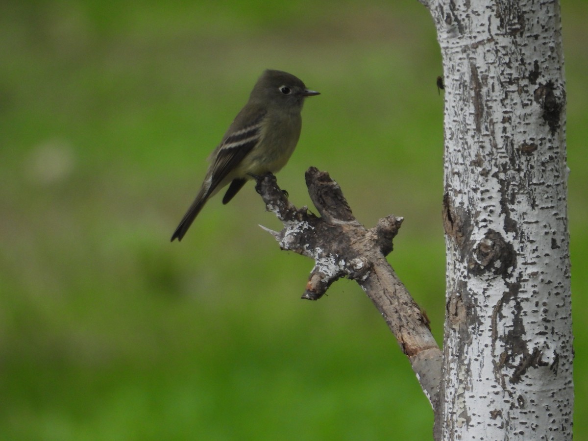 Hammond's Flycatcher - ML641933607