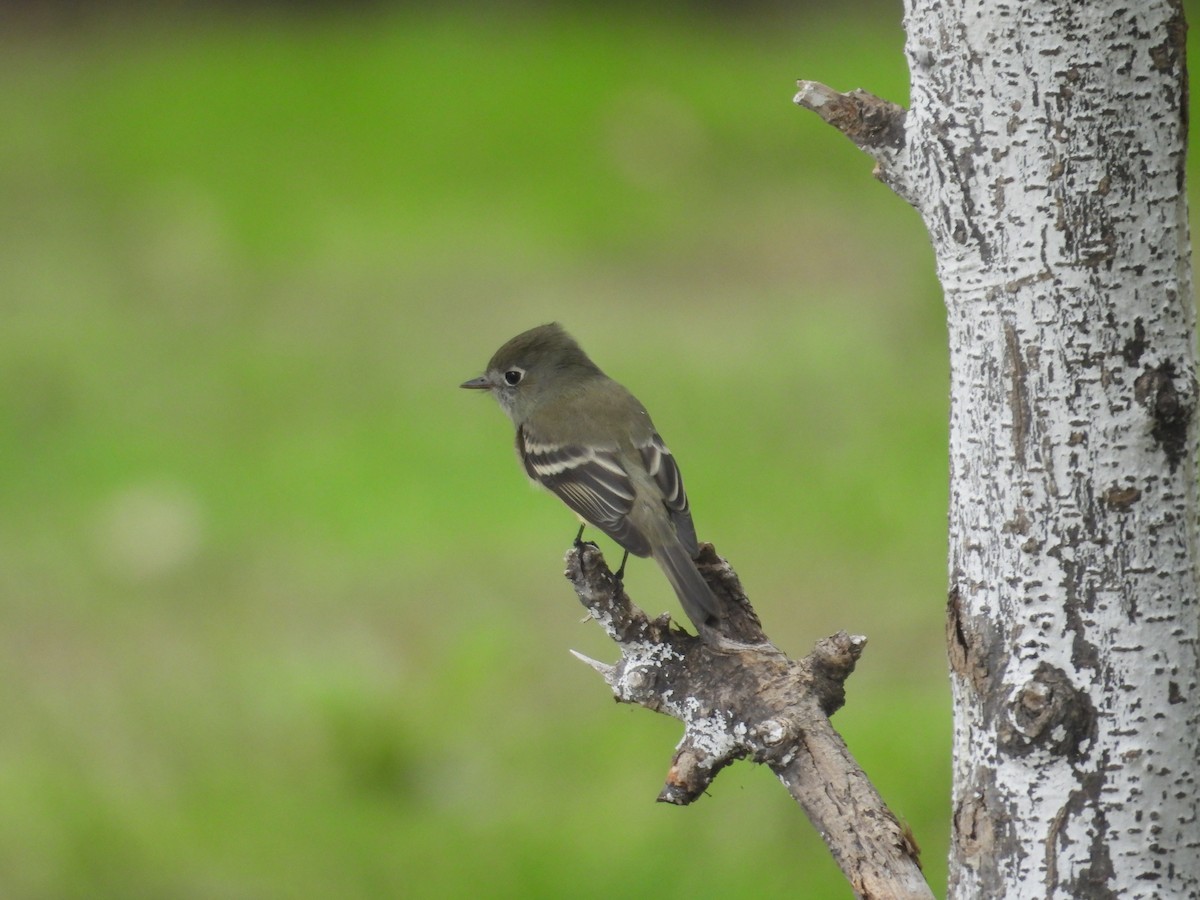 Hammond's Flycatcher - ML641933608