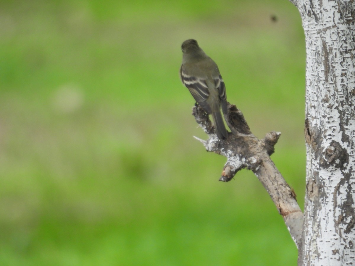 Hammond's Flycatcher - ML641933610