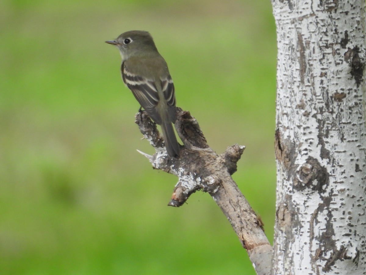 Hammond's Flycatcher - ML641933611