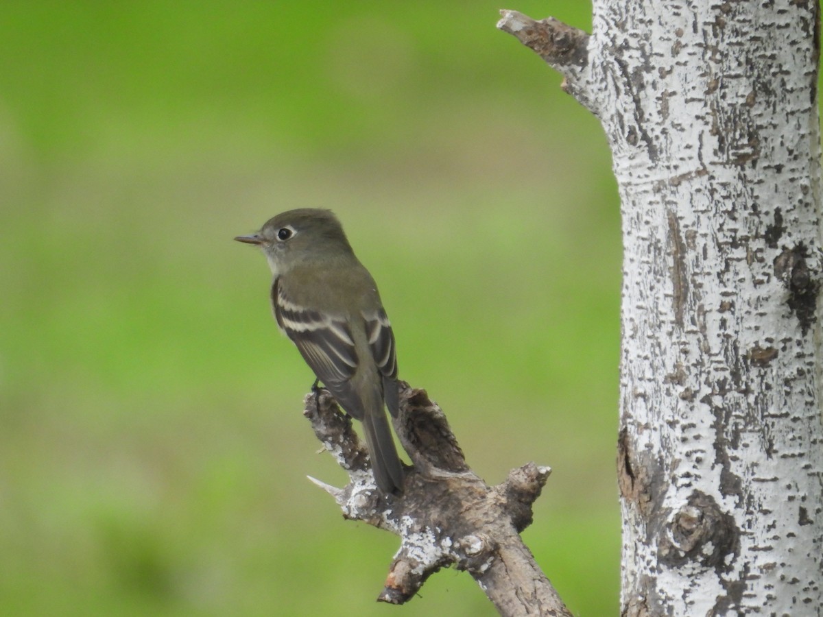 Hammond's Flycatcher - ML641933612